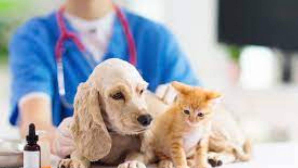 Veteriner taban puanları 2022