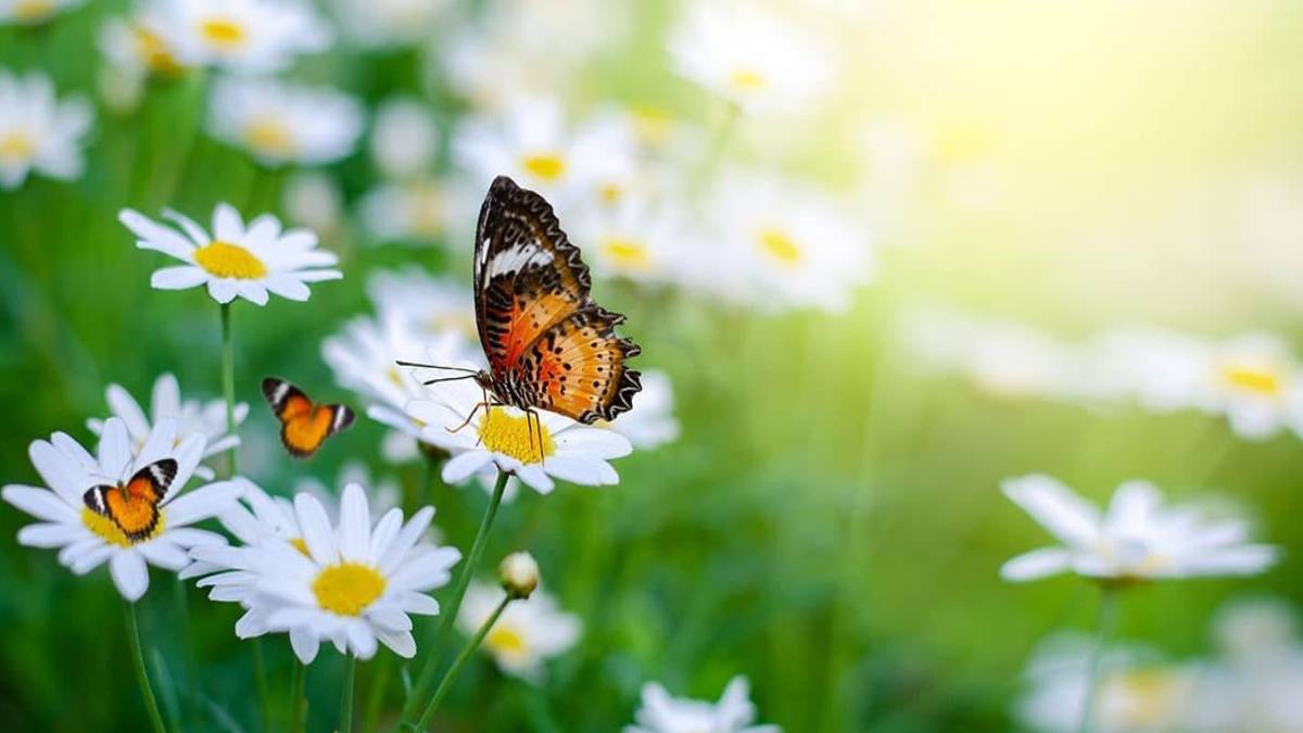 Mart kaç çekiyor? 2022 mart ayı kaç gün? Mart ayı 30 gün mü?