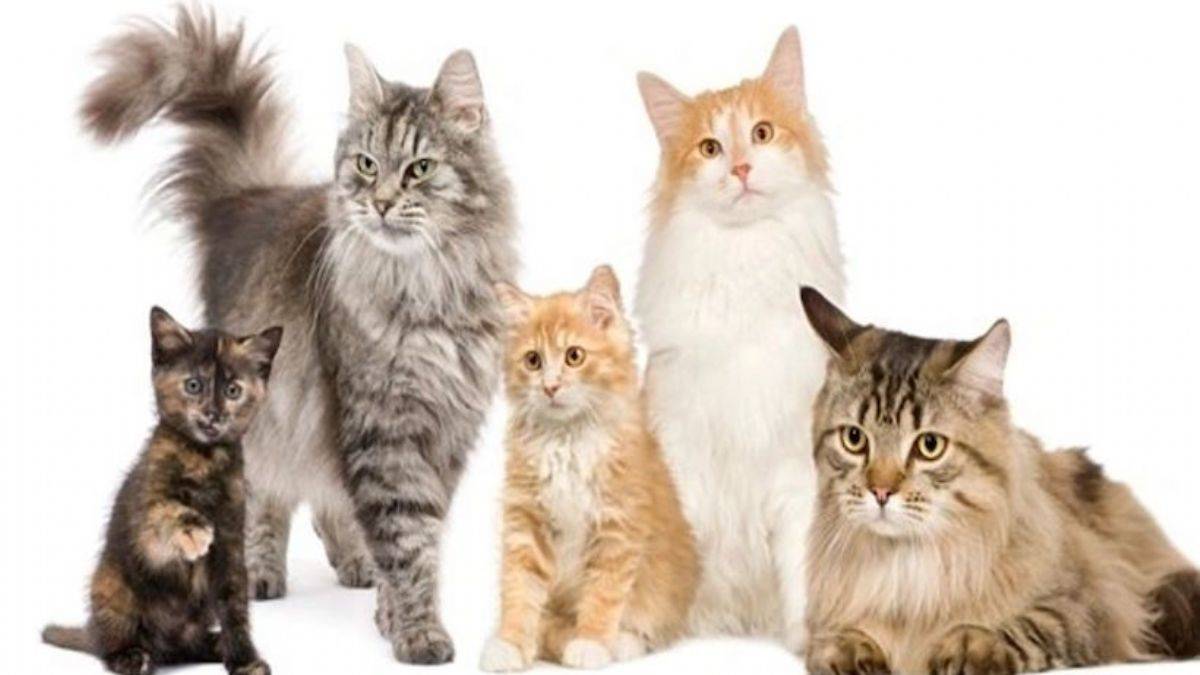 Kedi sahiplerinin en sık yaptığı 25 hata