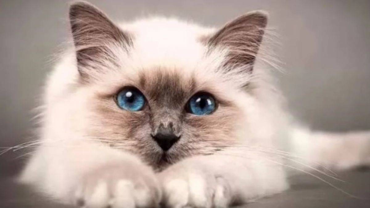 Kedi cinsleri nelerdir?