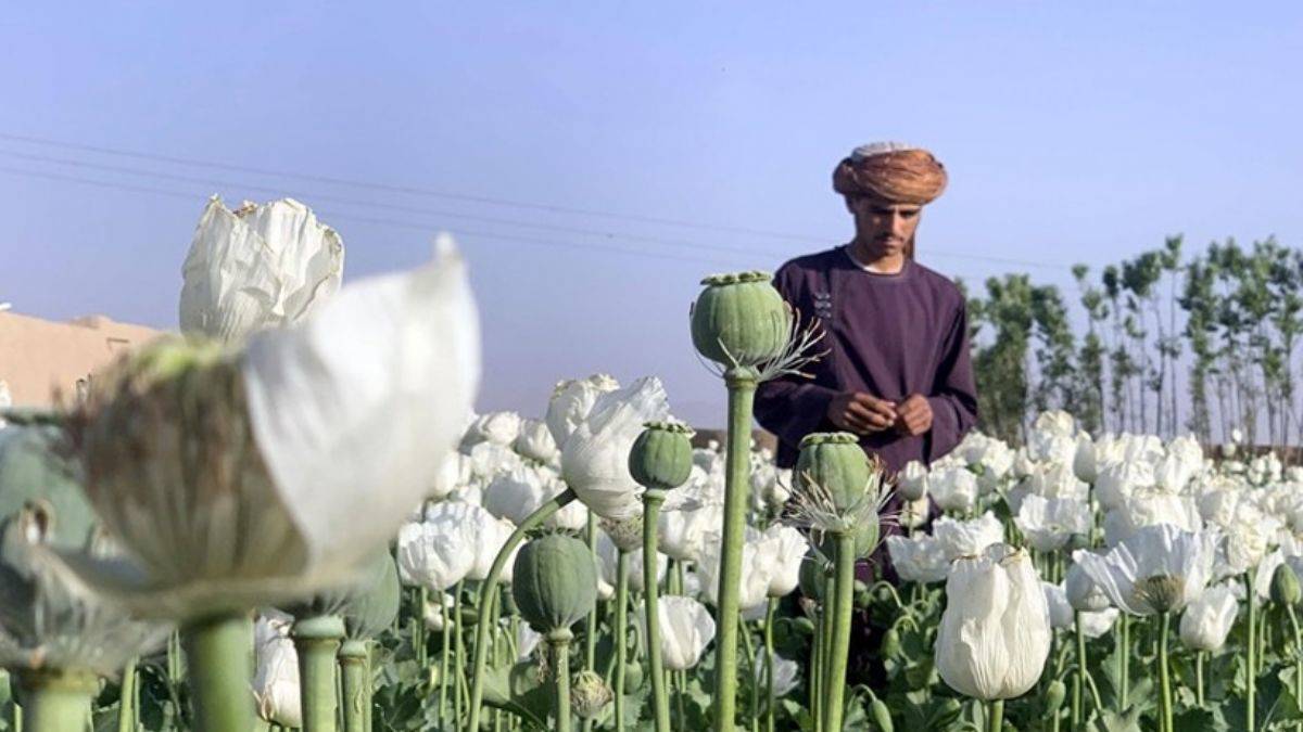 Taliban'dan alkol ve uyuşturucuya yasak! Afganistan'da artık haşhaş ekilmeyecek