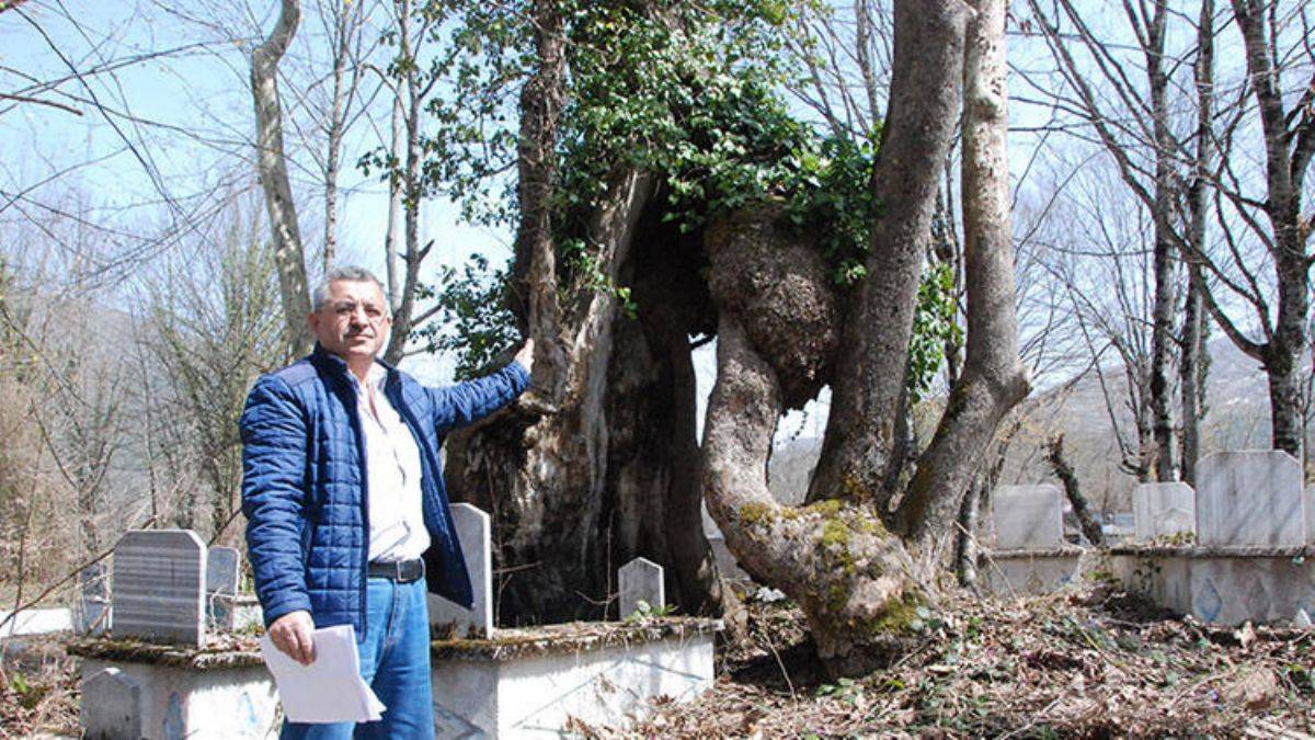 Üzerinde 'Allah' yazan çınar, 'Mistik Anıt Ağaç' olarak tescillendi