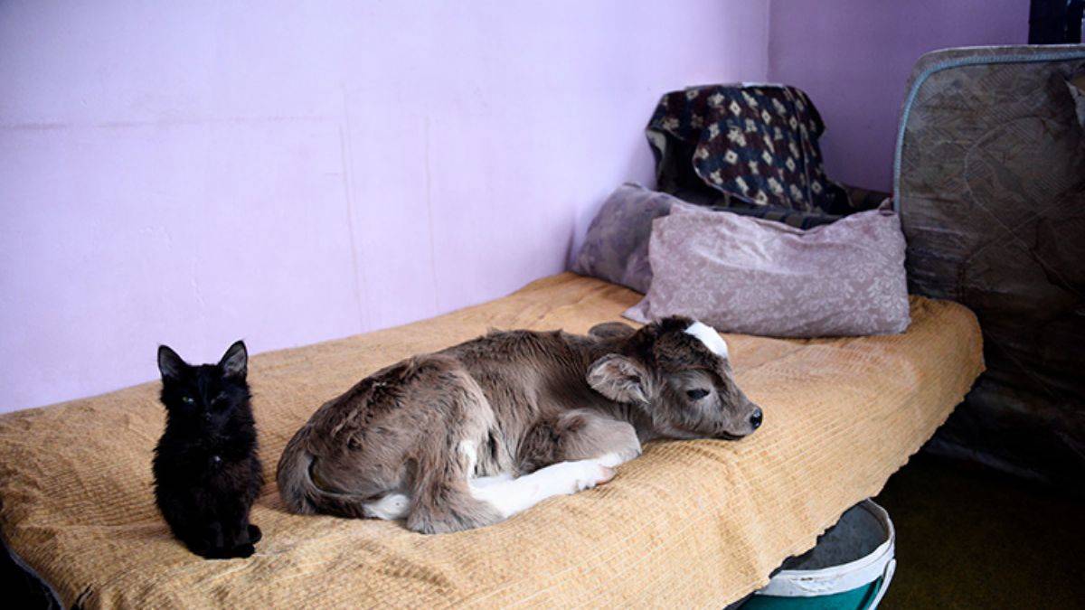 İki buzağı ve sekiz kediyle aynı evi paylaşıyorlar