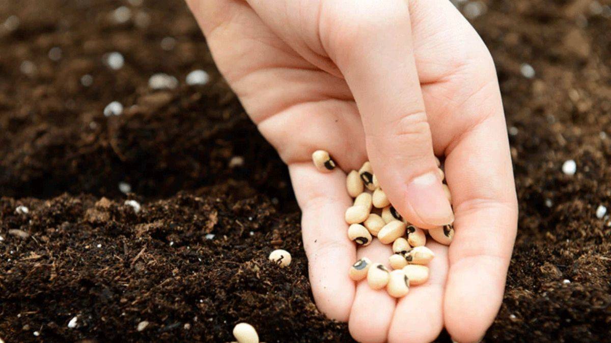 Tohumda ihracatın ithalatı karşılama oranı yükseldi