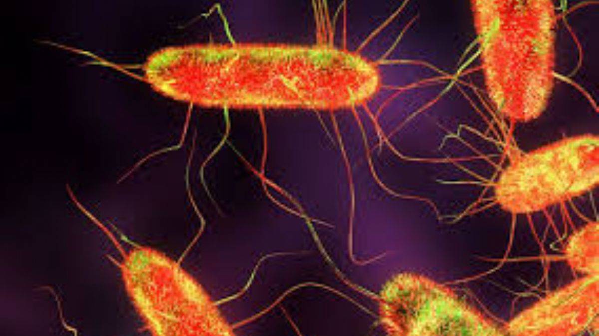 Salmonella nedir ve belirtileri nelerdir?