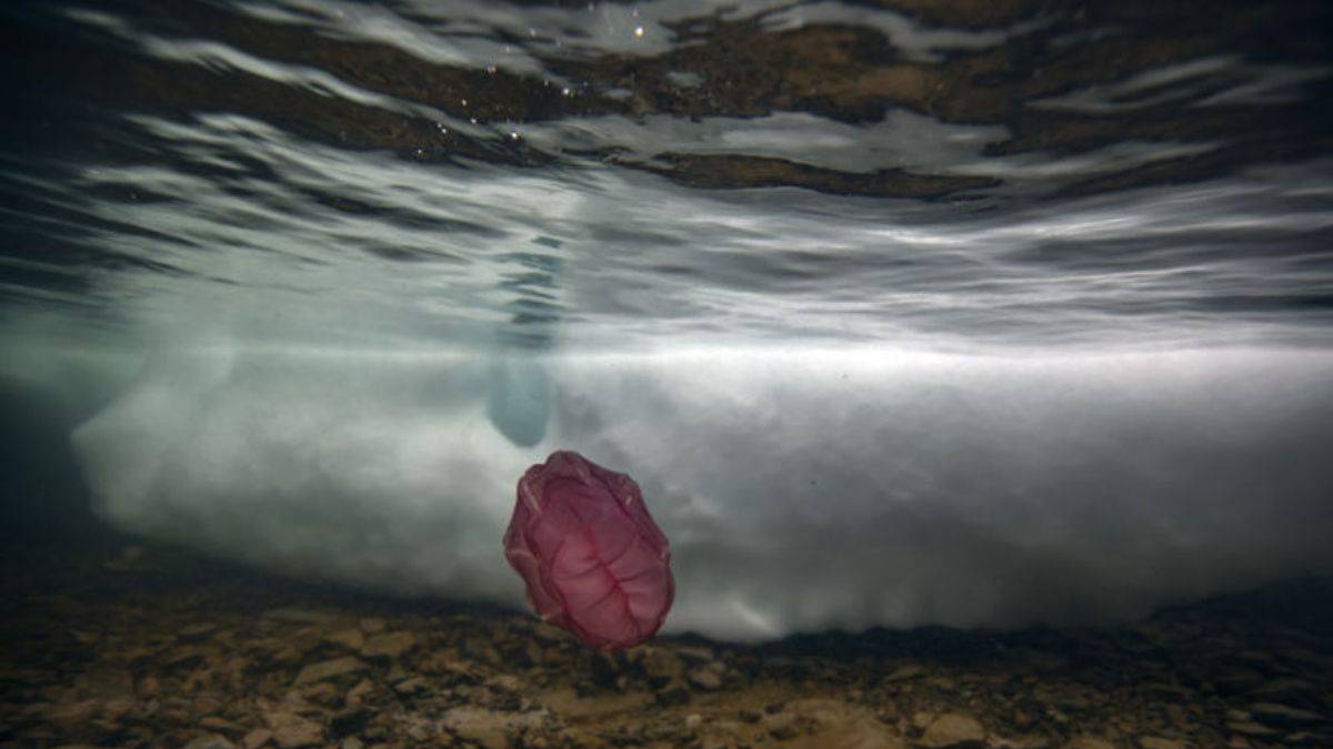 Antarktika'daki 'Beroe cucumis' canlısı ilk kez görüntülendi