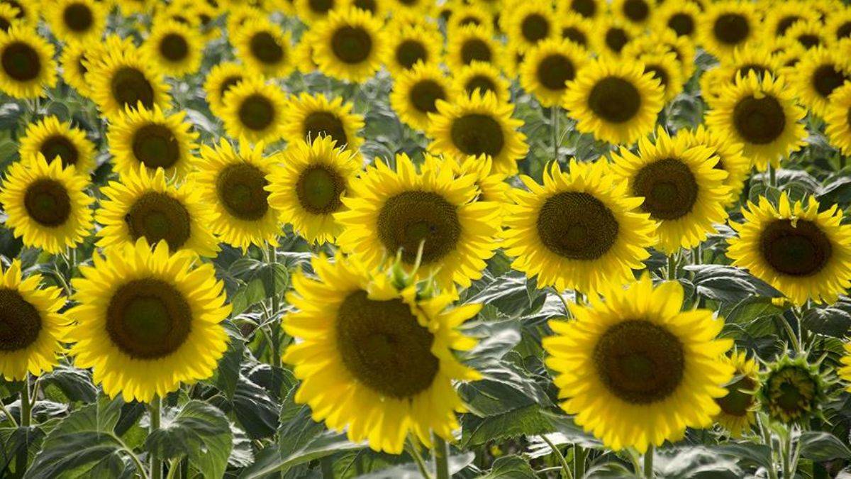 Tekirdağ'da çiftçilere ayçiçeği tohumu dağıtıldı