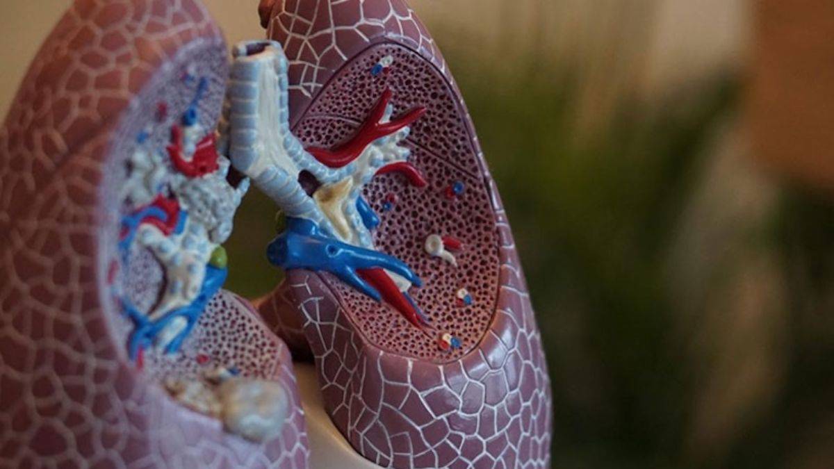 İnsan vücudunda yeni bir hücre keşfedildi! KOAH hastalığına çözüm olabilir