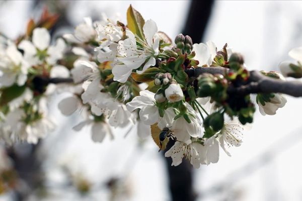Erkenci kirazda hasat 20 gün gecikecek