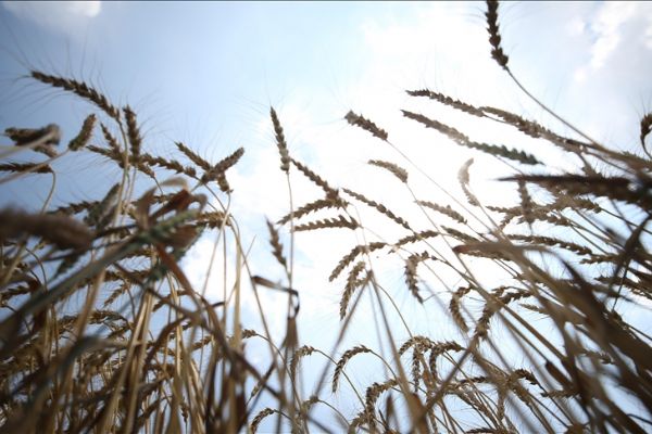 Ramazan ayında hububat ve bakliyat ürünlerinde fiyat artışı beklenmiyor