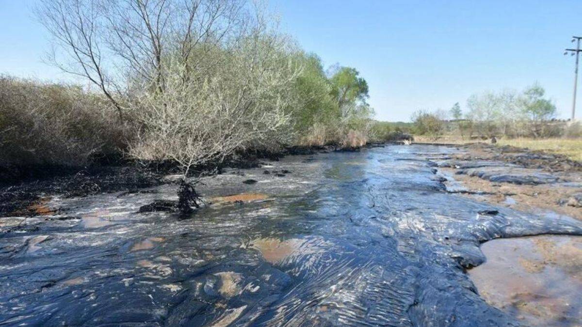 Edirne'de zift kaplı tarlalarda temizlik! Elleriyle topladılar