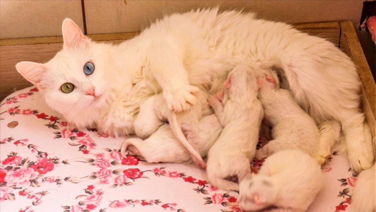 Van kedisinin nesli yok olmaktan kurtuldu