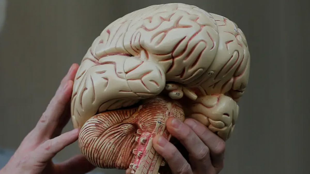 İlk kez belgelendi: İnsan beyni zamana bağlı olarak büyüyüp küçülüyor