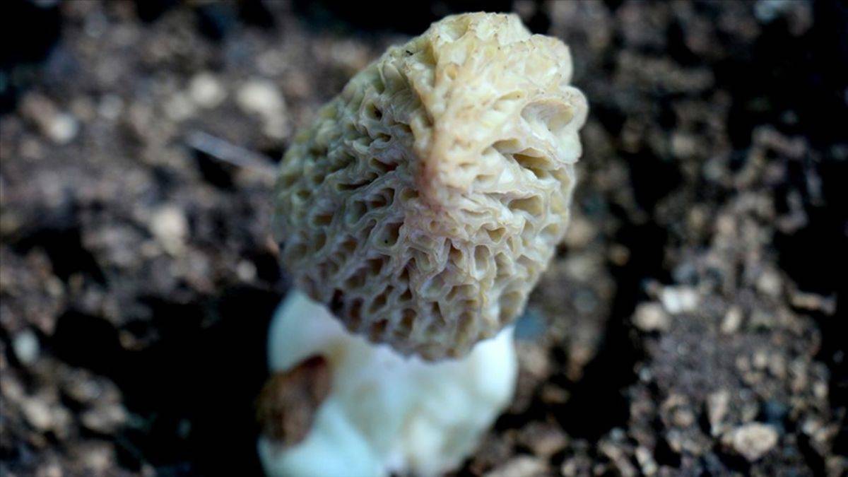 Mersin'de kuzugöbeği mantarı yetiştirildi