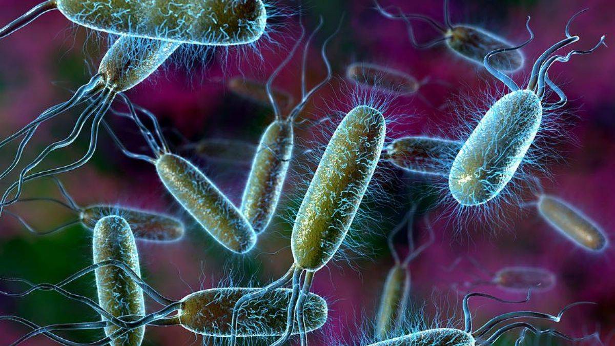 Salmonella nasıl anlaşılır? Salmonella bakterisi nedir? Salmonella tedavisi var mı?
