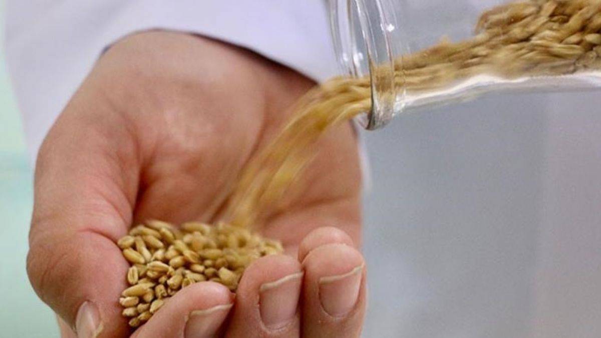 Yerli bisküvilik buğday 'Kanatlı' iki yıl içinde çiftçinin tarlasında olacak