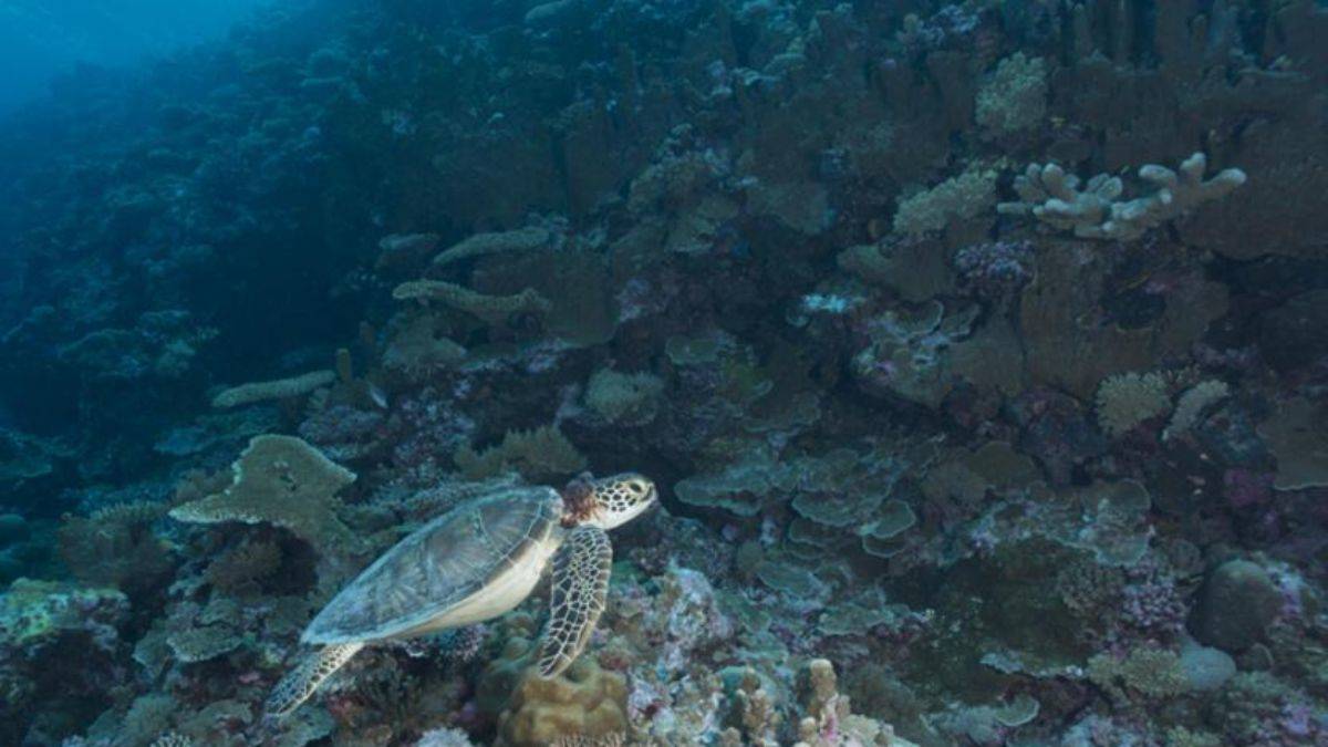 Okyanuslarda binlerce yeni virüs keşfedildi