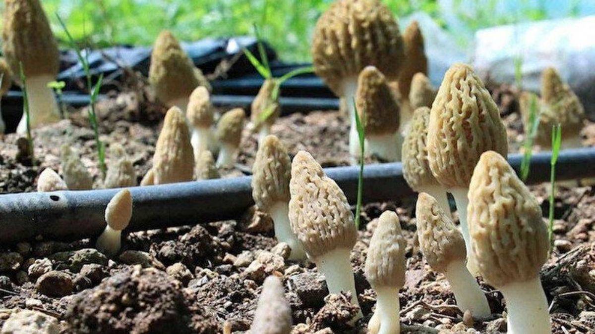 Kuzugöbeği mantarı nedir? Kuzugöbeği mantarı nerede yetişir? Kuzugöbeği mantarı faydaları nelerdir