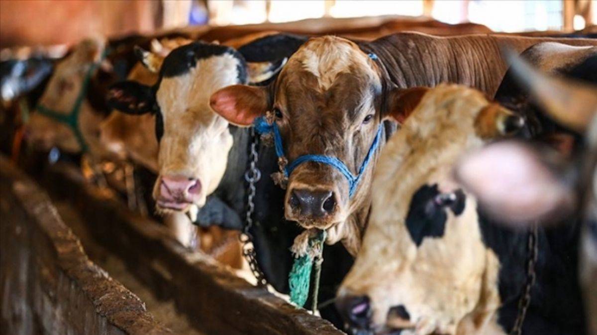 Et ve Süt Kurumu'ndan yetiştiricilere hayvan başına 2 bin 500 lira destekleme ödemesi