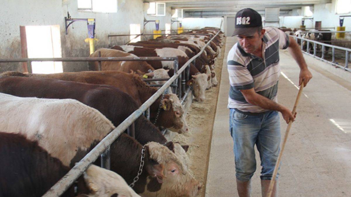 Besi sahibine ne kadar destek verilecek? Besi desteği ne kadar oldu? Besi desteği nereden alınır?