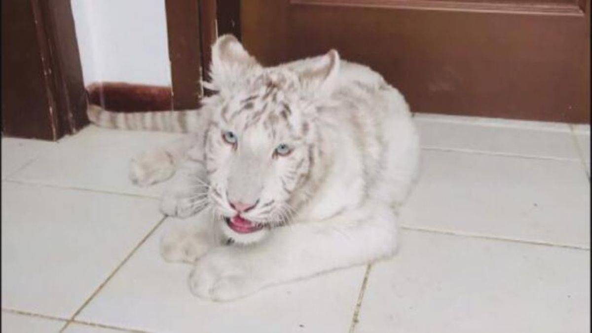 Anavatanı Hindistan, Silivri’de ele geçirildi