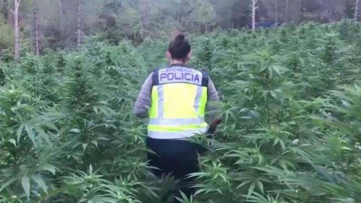 İspanya'da, 67 hektarlık yasa dışı kenevir tarlasını tespit edilerek imha edildi