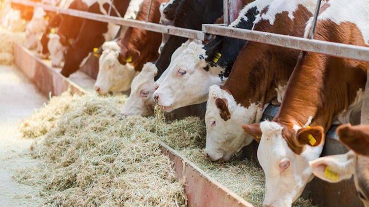 Besiciye 200 bin lira faizsiz kredi