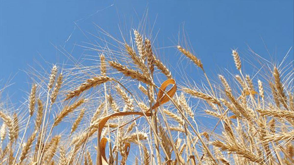 Muş'ta 350 çiftçiye 278 ton tohum dağıtıldı