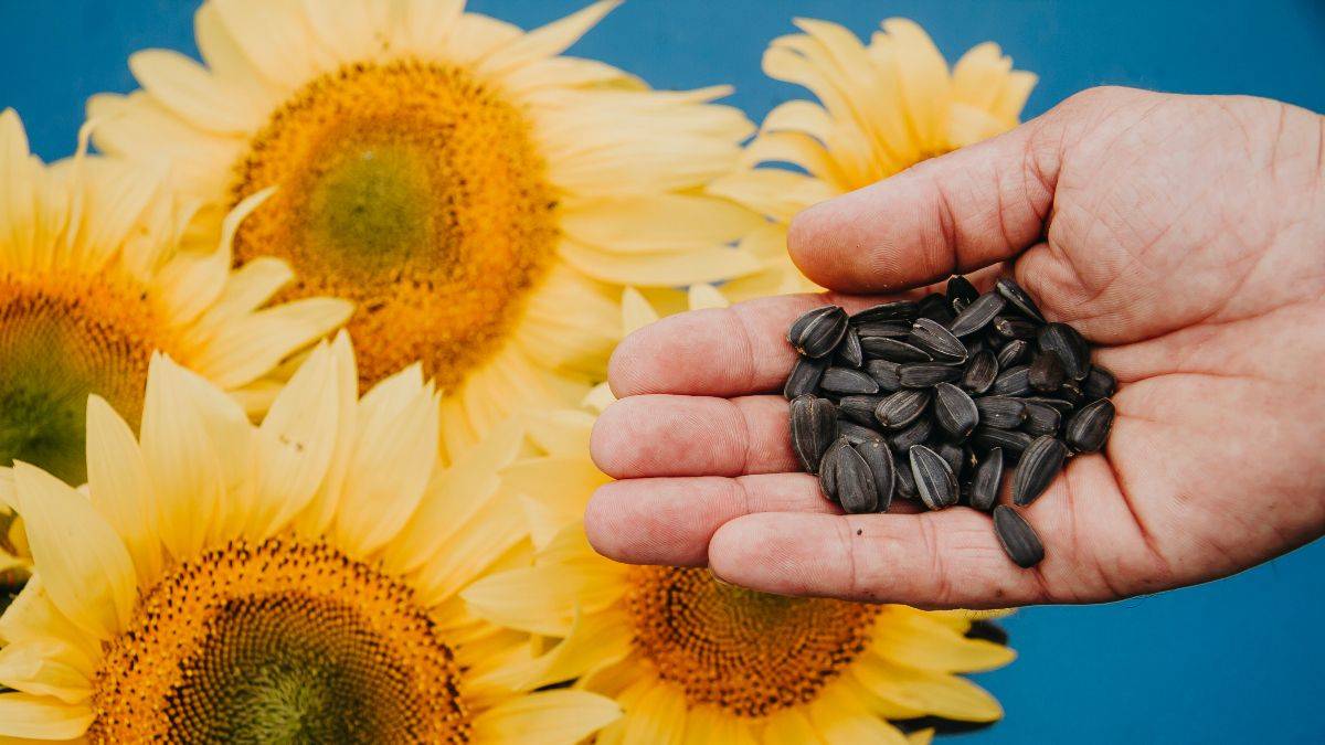 1000 çiftçiye yağlık ayçiçeği tohumu