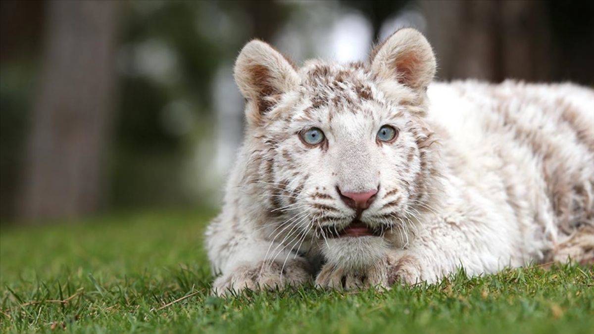 'Beyaz kaplan' Gaziantep'e getirildi
