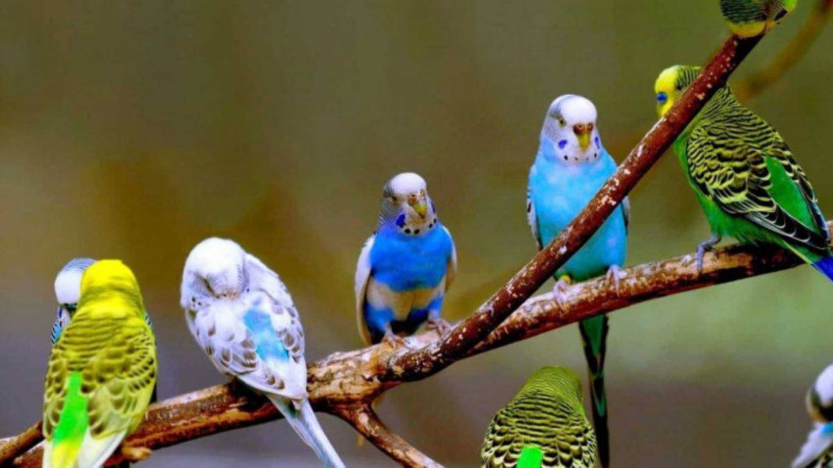 Evde beslenecek kafes kuş türleri nedir?