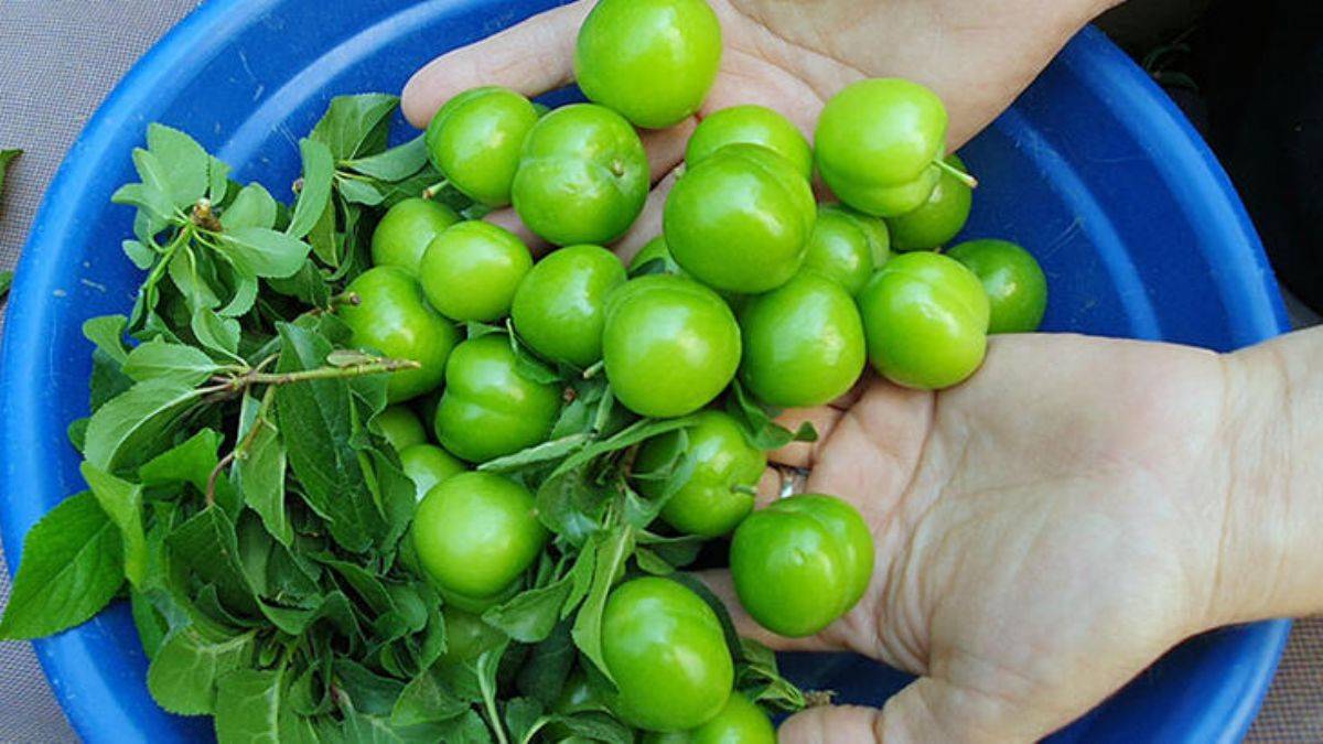 Sezonu 600 TL ile açmıştı; kilosu 90 TL'ye düştü