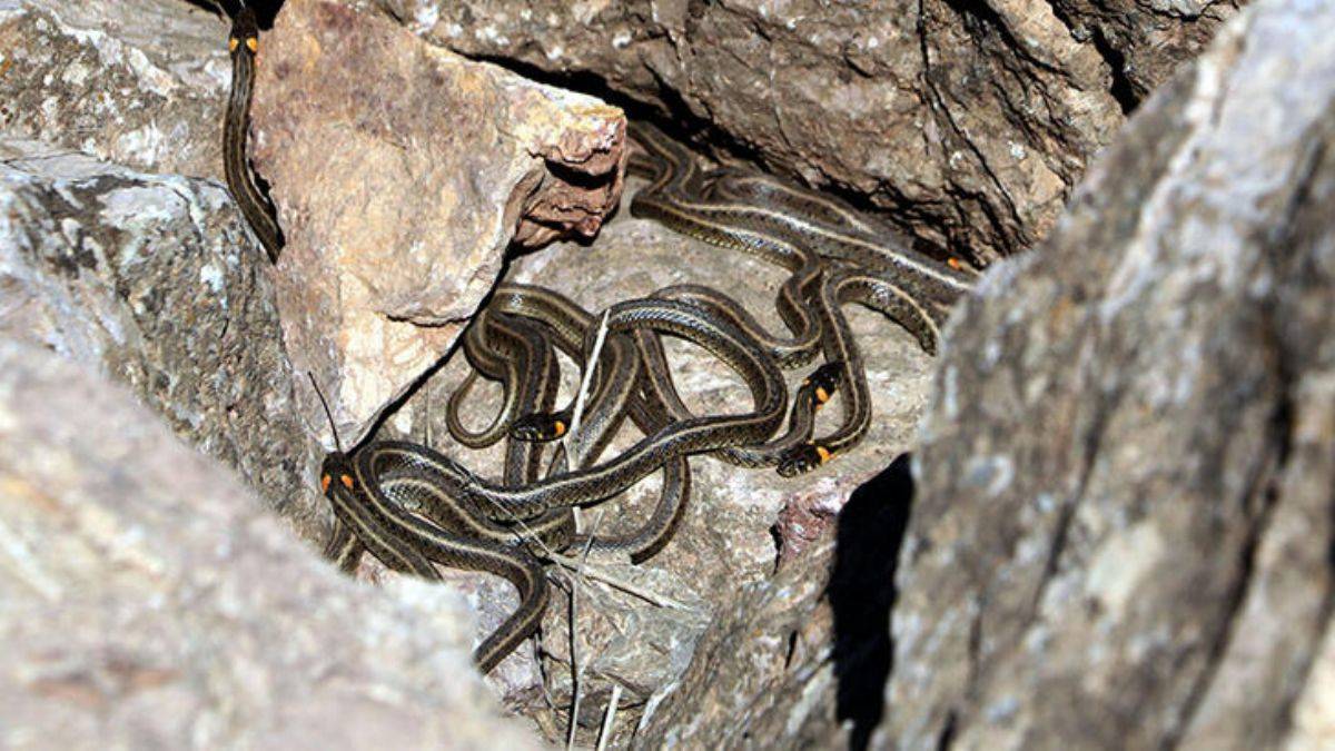 Kış uykusundan uyandılar