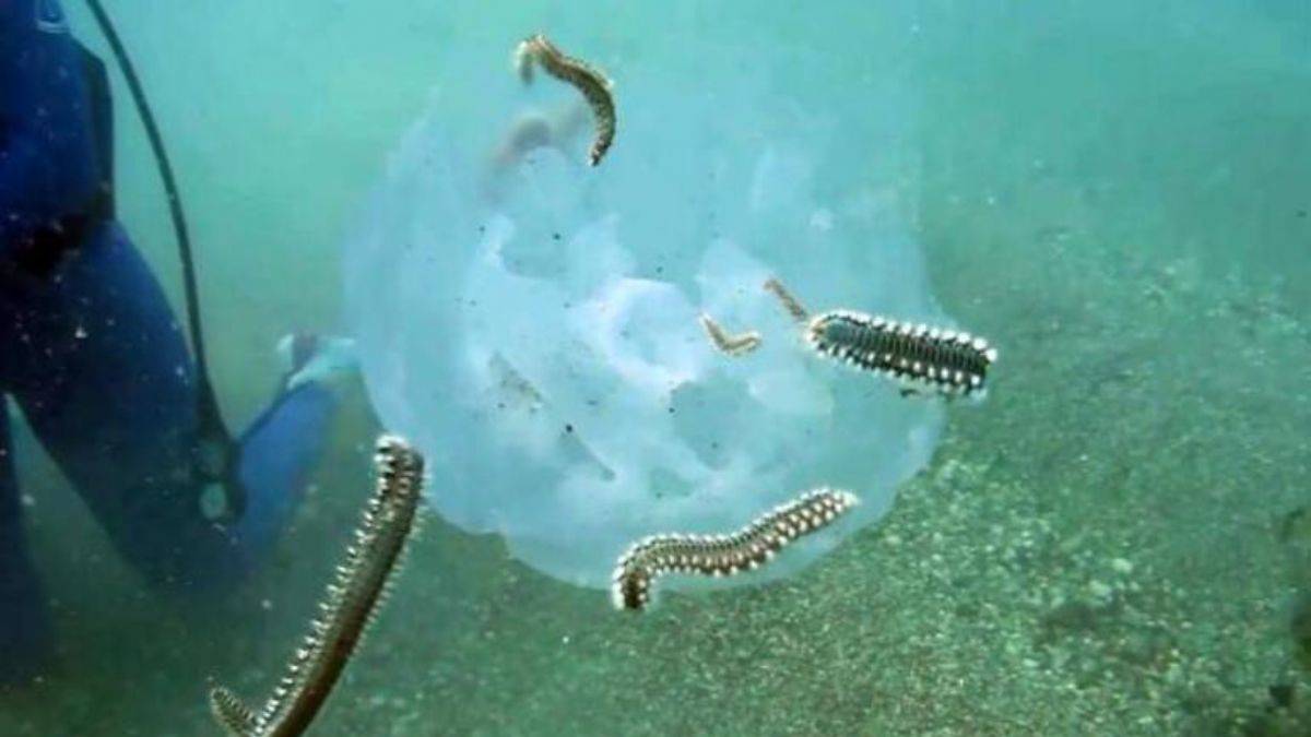 Denizanalarına çıyanlar çöktü!