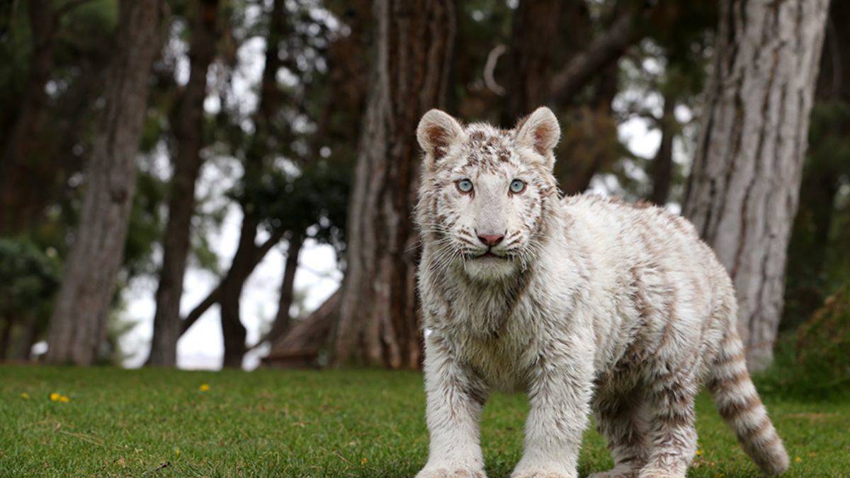 10 binde bir doğuyor; yeni yuvası Gaziantep