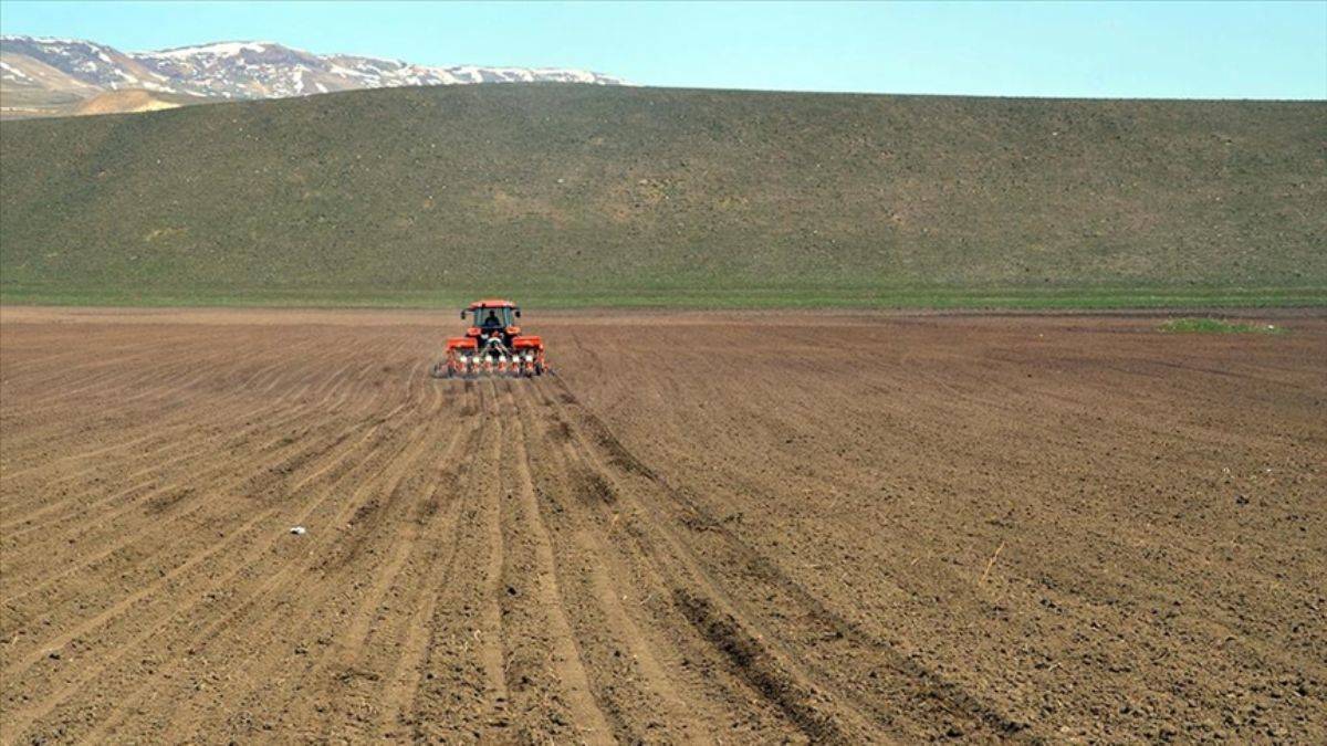 Muş'ta 1100 çiftçi şeker pancarı üretecek