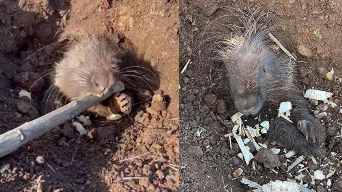 'Eti ilaç' denilerek avlanıyor, Prof. Satar'dan uyarı