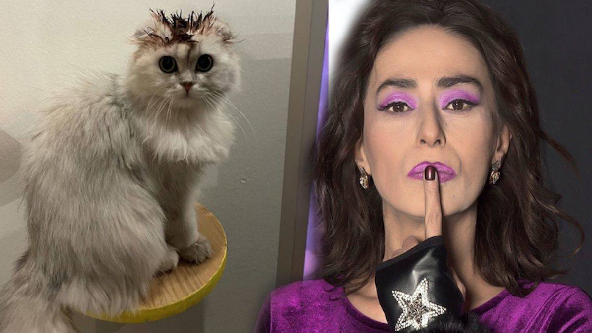 Yıldız Tilbe kedisinin tüylerini boyadı! Sosyal medya ayağa kalktı