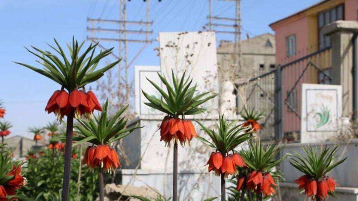Bir aylık ömürleri olan ters laleler Yüksekova'da çiçek açtı