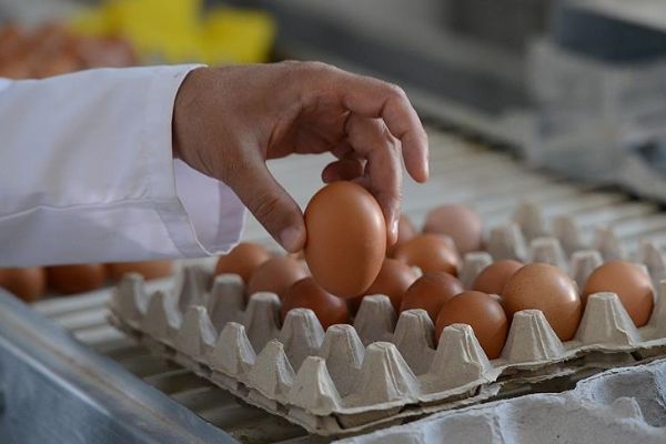 Türkiye'de güvenli gıda süreçleri konusunda önemli adımlar atılacak