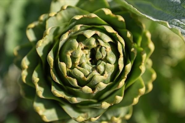 Türkiye'nin enginar bahçesinde yoğun hasat dönemi başladı