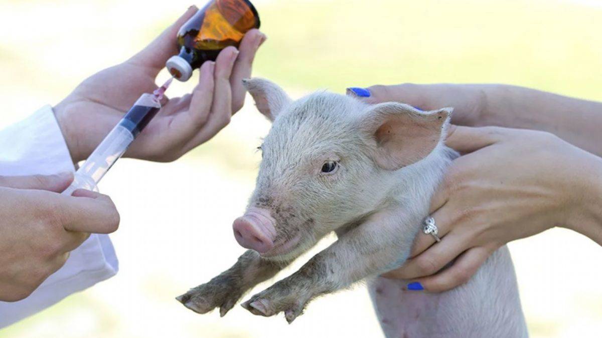 Bilim insanları uyardı: Ölümcül süper bakteri domuzlardan insanlara geçebilir