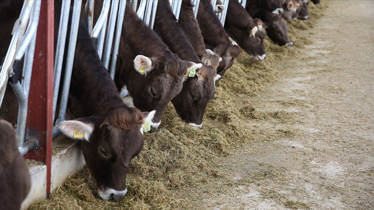 Yem üretimi ve satışı yapan 4 şirkete ceza