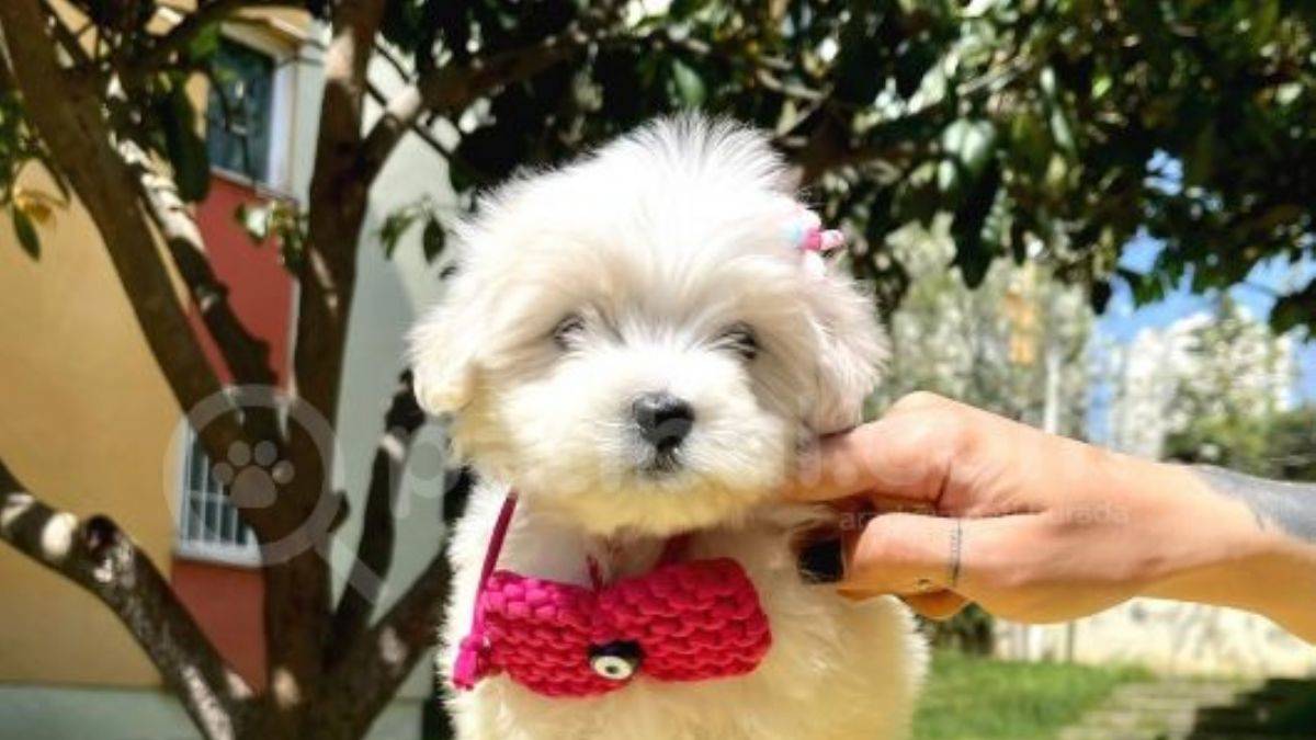 Neşe ve Mutluluk Kaynağımız Maltese Terrier’lar