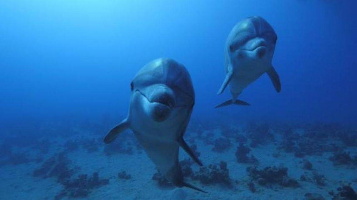 Rusya deniz üssünü korumak için limana eğitimli yunus yerleştirdi
