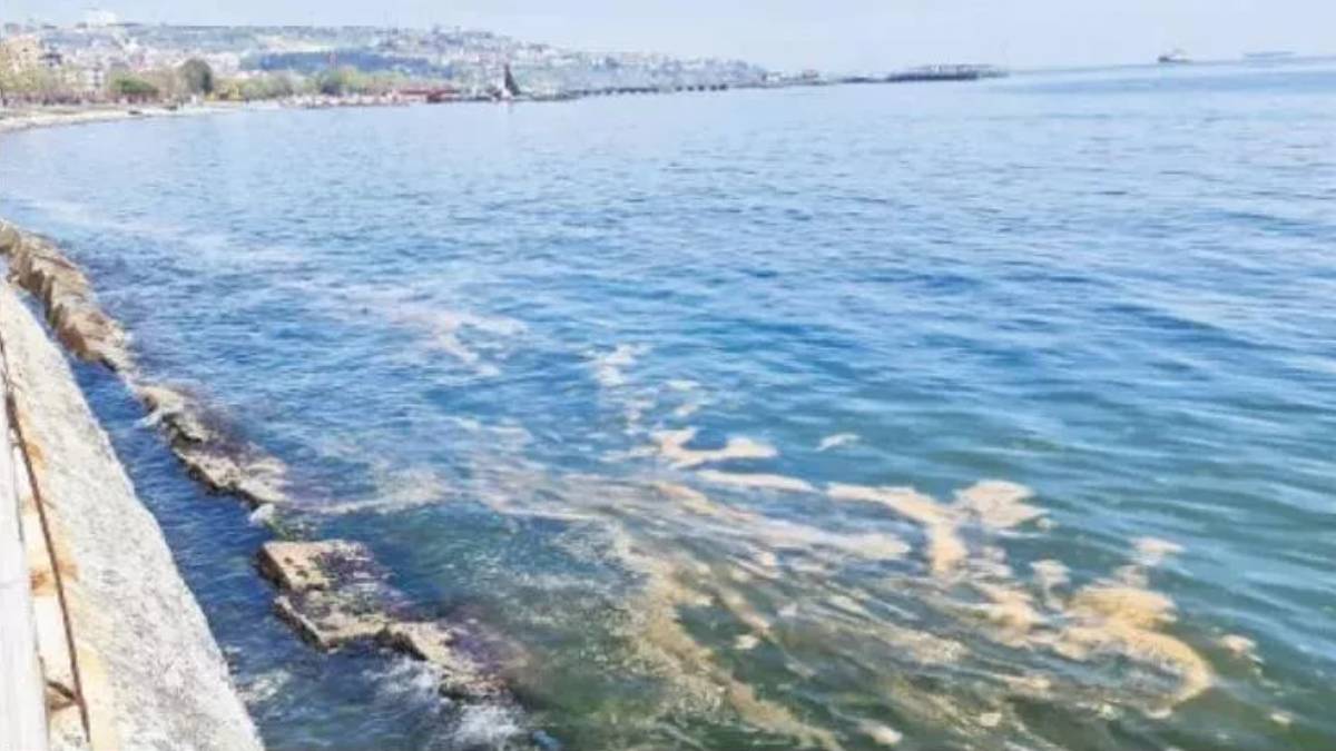 2022 Marmara’da hangi sahil ve plajlarda müsilaj var? Müsilaj (deniz salyası) hangi denizlerde var? Müsilajlı denize girilir mi?