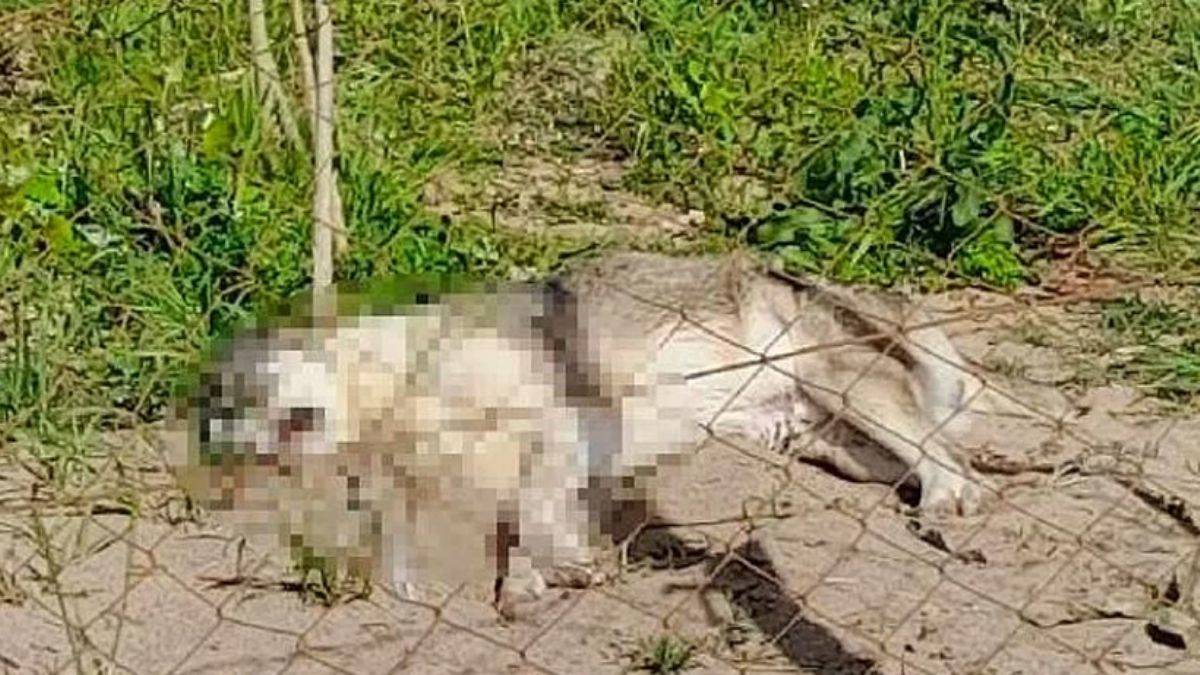 Dikili'de 5 köpeği zehirli sosisle öldürdüler