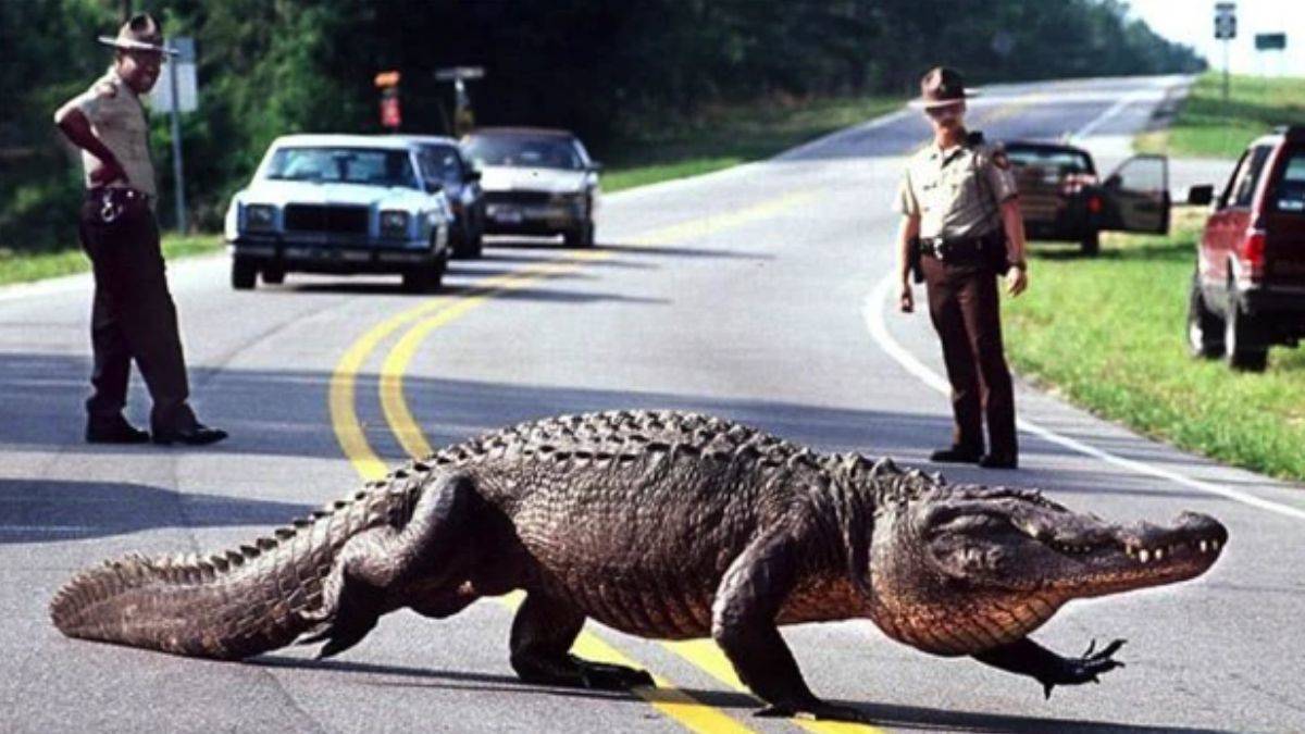 Trafiği felç etti!