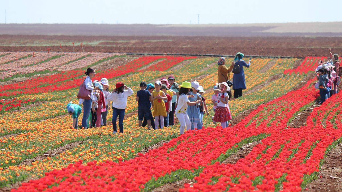 Lale soğanları; en büyük müşterisi Rusya
