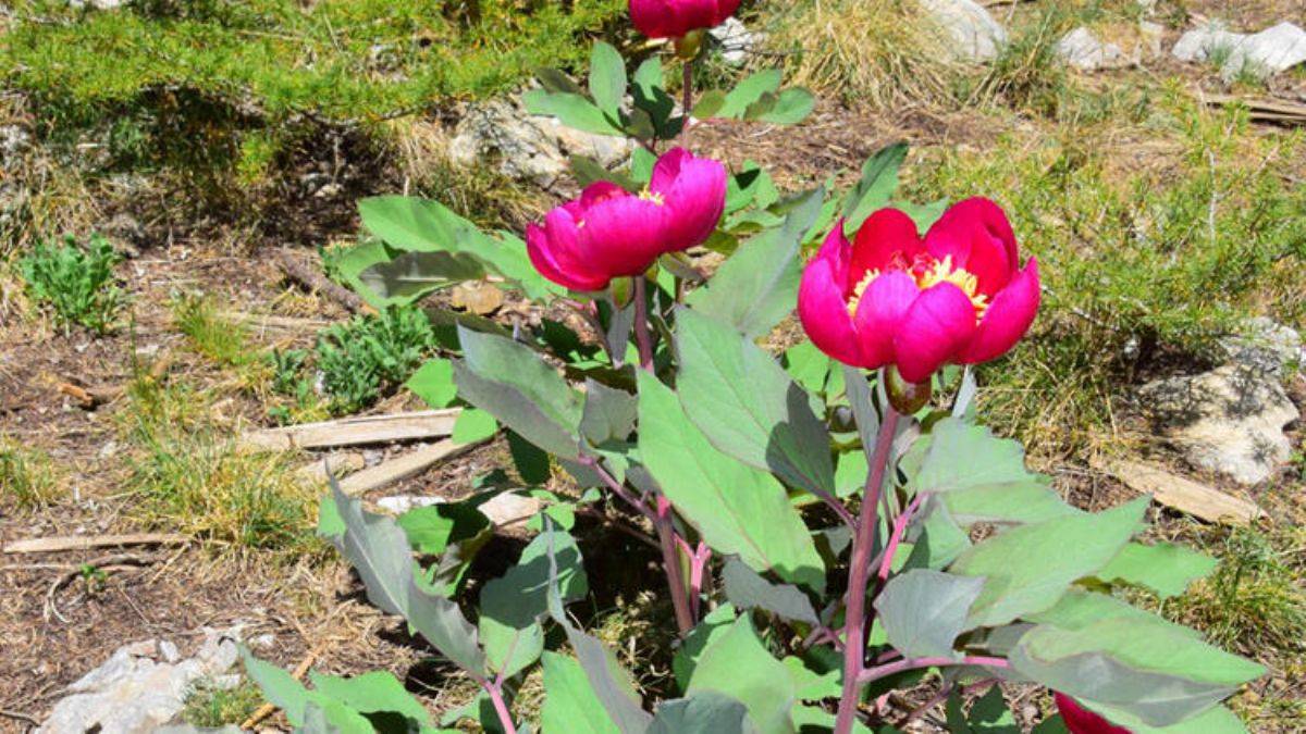 Yılda 10 gün açıyor, koparmanın cezası 109 bin 593 lira